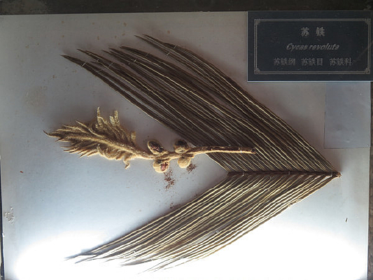 ��Ͽ����ֲ��걾����