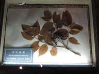 ˫��Ҷֲ���