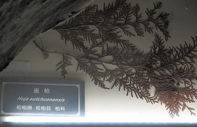 ��Ͽ����ֲ��걾�°�