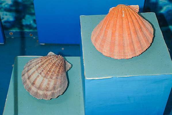 ʨצ���ȸ�걾