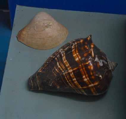 ̫ƽ������ݱ걾