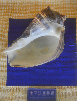 ̫ƽ��������ݿڱ걾