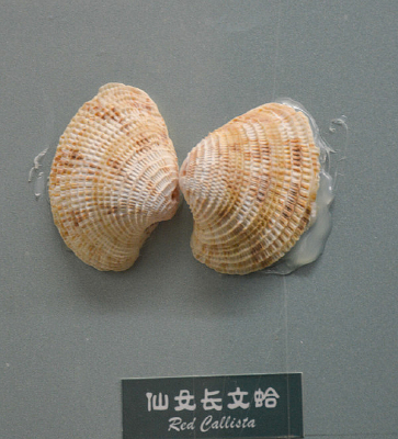 ��Ů���ĸ�걾