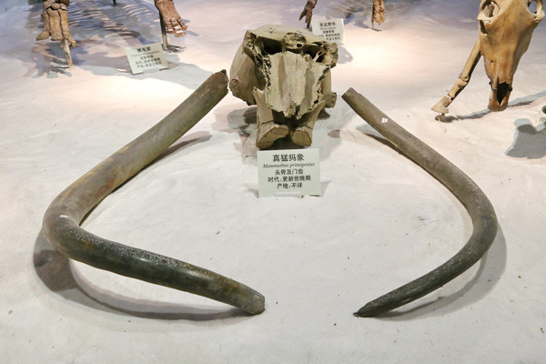 ��������ͷ�Ǽ��ų�