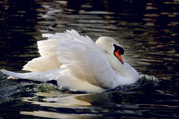 ���ŵ�������