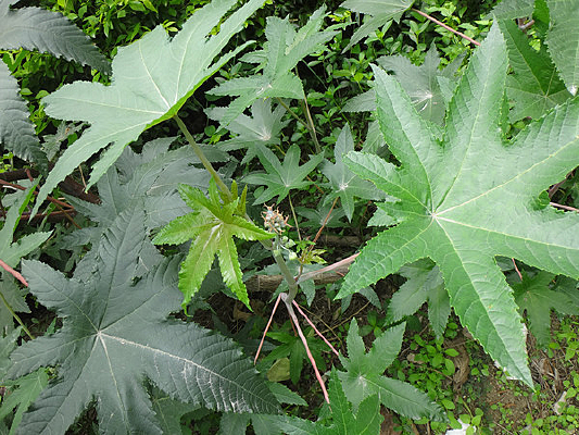 ����Ҷ��