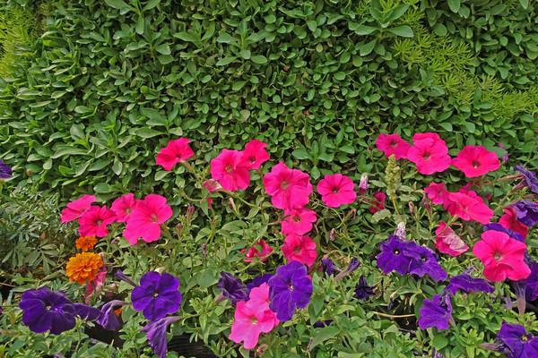 ����ǣţ��