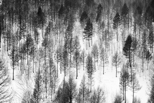 ����ɭ��