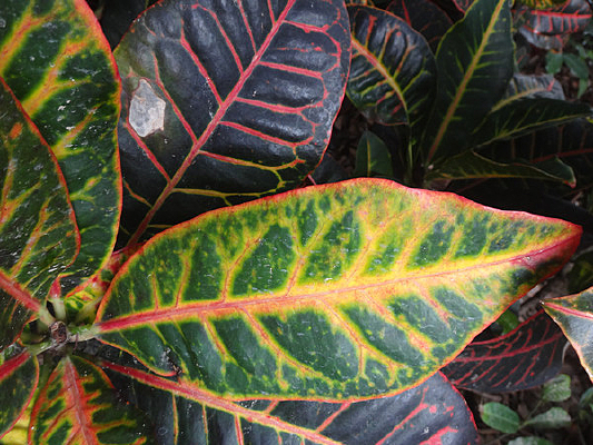 ���ϱ�ҶľҶ��