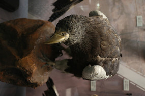 ����걾��ͷ����