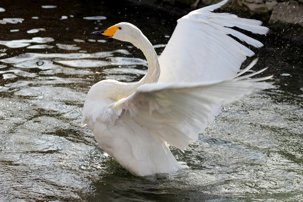 ��������İ����