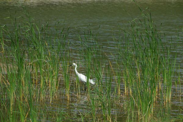 ˮ���еİ���