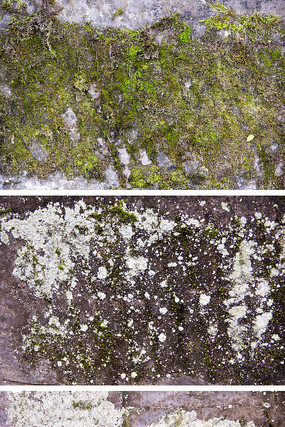 ̦޺��������