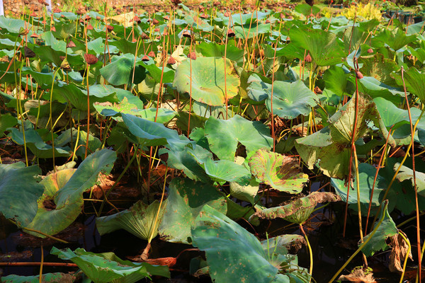 ����ĺ���