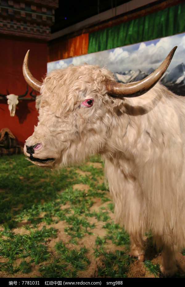 西藏白牦牛头标本