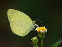 �ɻ��Ŀ��߻Ʒ۵�