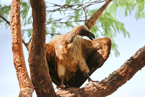 ����걾����ͺ��