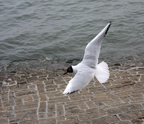 �����еĺ�Ÿ