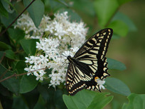 ���ٷ��������д