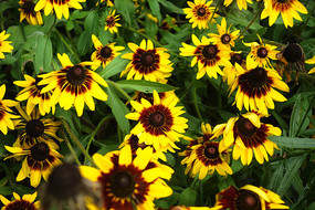 ���Ľ���