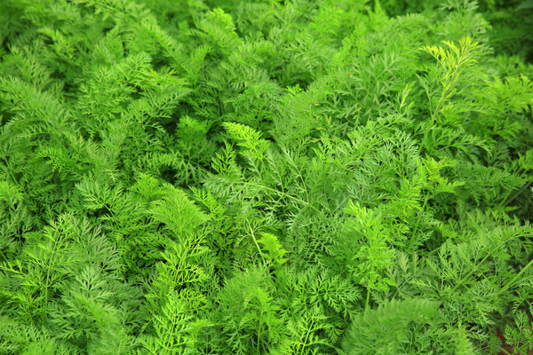 ���ܲ���