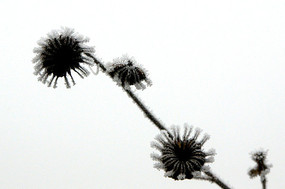 �ݲ��ϵ�˪��