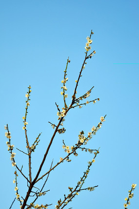 ���챳��÷����дͼƬ