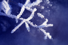 ��֦˪��ѩ��