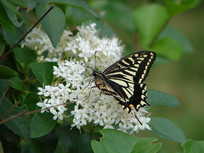 ͣ���ڰ�ɫ�����ϵĸ��ٷ��