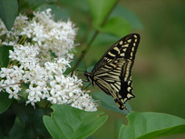 ���ڷû��ĸ��ٷ��