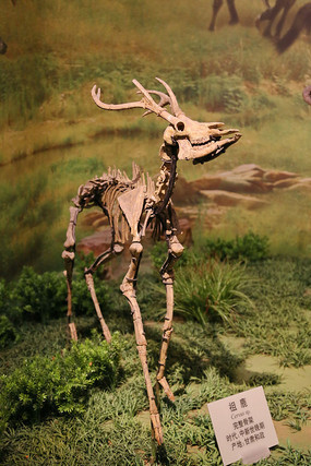 ��¹�����Ǽܻ�ʯ