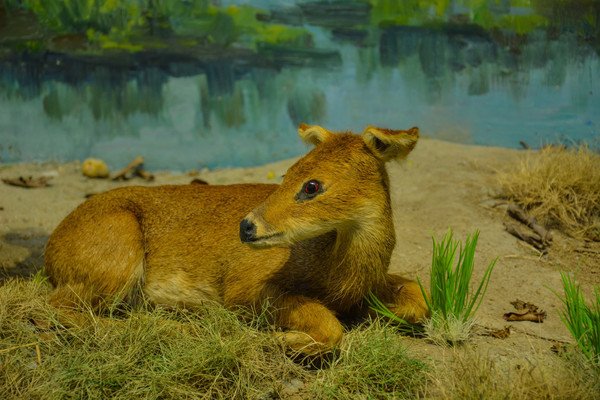 ����걾���