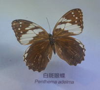 �����걾�װ��۵�