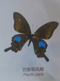 �����걾�������