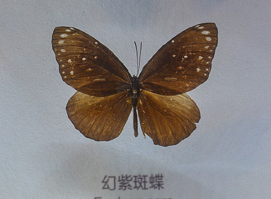 �����걾���ϰߵ�