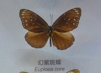 �����걾���ϰߵ�