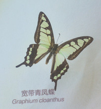 �����걾��������