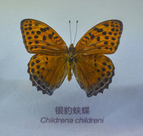 �����걾�����̵�