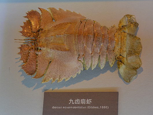 �ų���Ϻ�걾