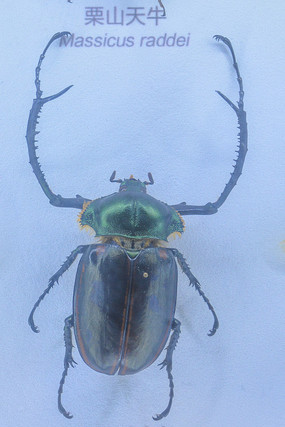 ����걾���ʱ۽��