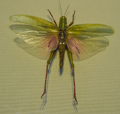 ����걾չ����л��޻�