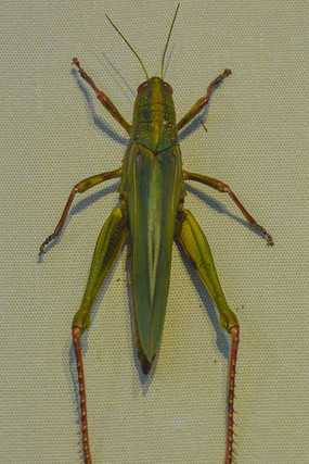 ����걾�л��޻�