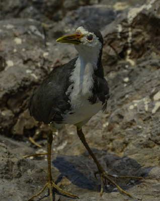 ����걾���ؿ����