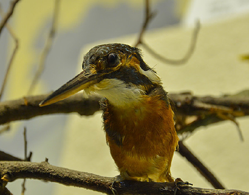 ����걾����