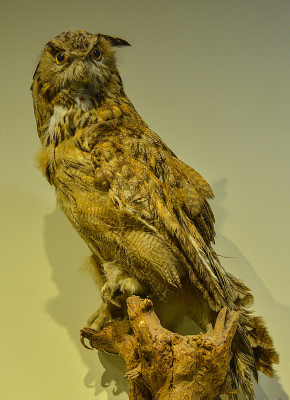 ����걾���^