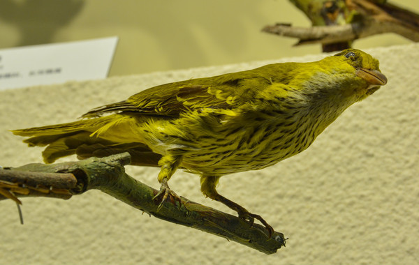 ����걾�������