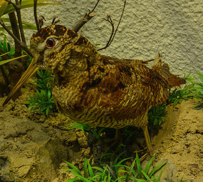 ����걾����