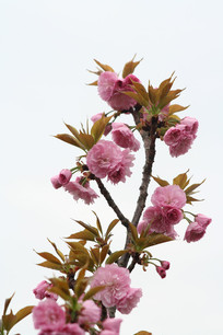 �ۺ�ɫ����ӣ