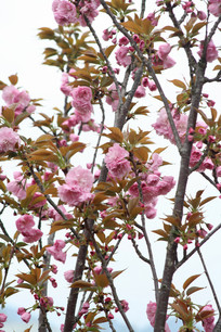 �ۺ�ɫ��ӣ��