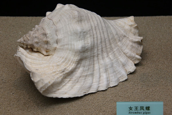 ����Ů������